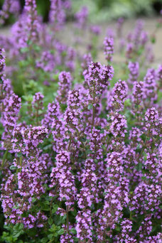 Thymus serpyllum