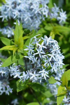 Amsonia tabernaemontana