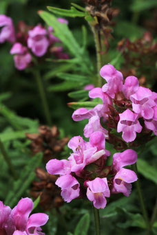 Prunella webbiana 'Rosea'