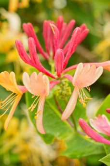 Lonicera heckrottii 'Goldflame'