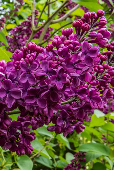 Syringa vulgaris 'Andenken an Ludwig Späth'