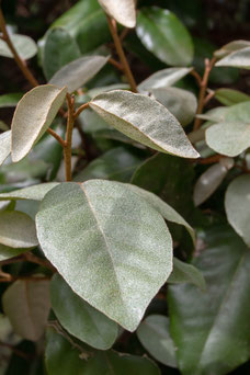 Elaeagnus ebbingei