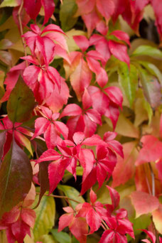 Parthenocissus quinquefolia