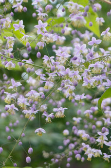 Thalictrum delavayi