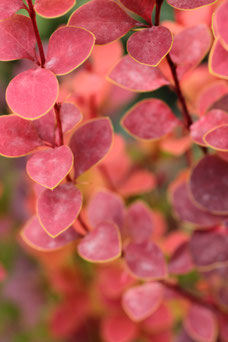 Berberis thunbergii 'Atropurpurea'