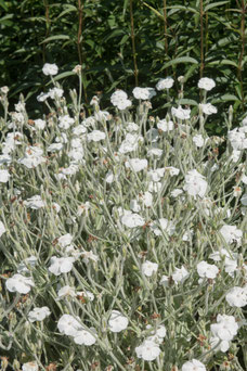 Lychnis coronaria