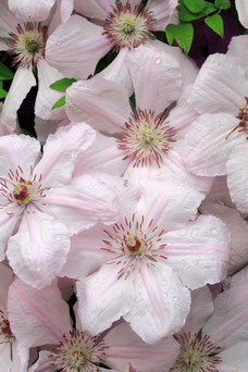 Clematis 'Pink Fantasy'