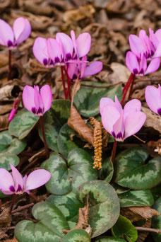 Cyclamen coum