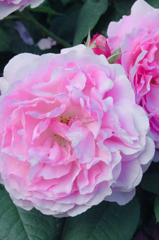 Rosa 'Astrid Lindgren'