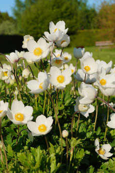 Anemone sylvestris