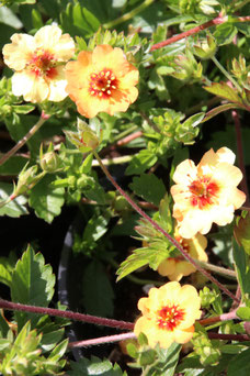 Potentilla tonguei