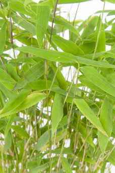 Fargesia murieliae 'Simba'