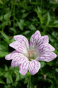 Geranium versicolor