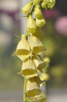 Digitalis lutea