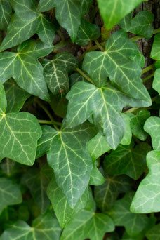 Hedera helix