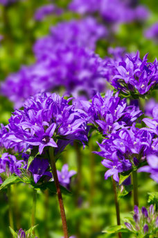 Campanula glomerata 'Aucalis'