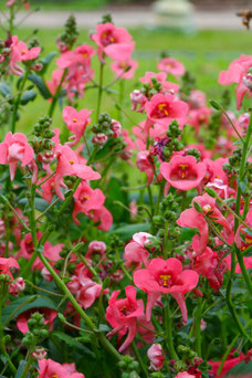 Diascia 'Ruby Field'