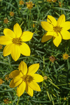 Coreopsis verticillata