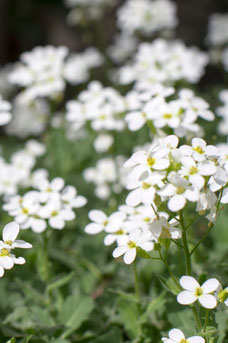 Arabis caucasica 'Plena'