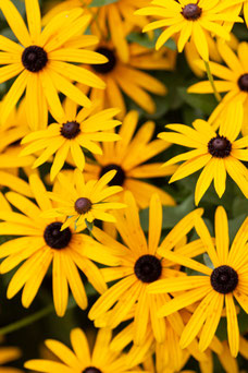 Rudbeckia fulgida 'Goldsturm'