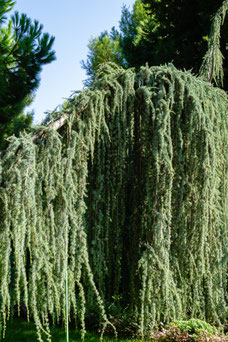 Cedrus libani 'Glauca Pendula'