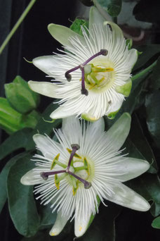 Passiflora 'Constance Elliott'