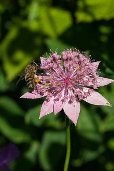 Astrantia maxima 