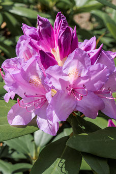 Rhododendron catawbiense 'Boursault'