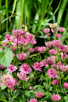 Astrantia major 'Roma'