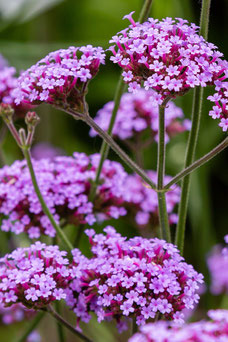 Verbena bonariensis