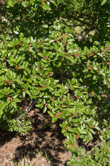 Nothofagus antarctica