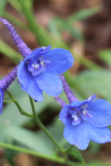 Delphinium grandiflorum 'Blauer Zwerg'