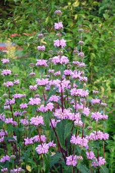 Phlomis tuberosa 'Amazone'