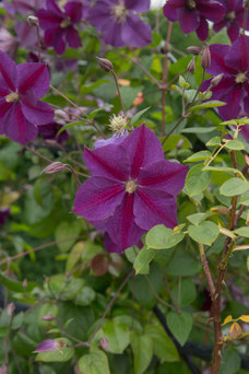 Clematis 'Star of India'