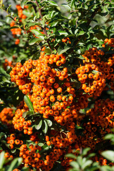 Pyracantha 'Orange Glow'