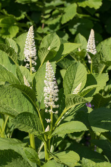 Phytolacca americana