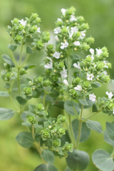 Origanum vulgare 'Aureum'