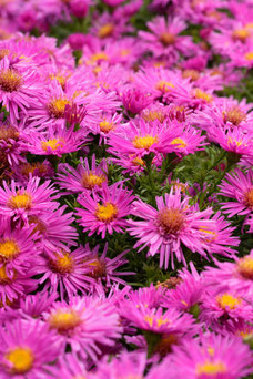 Aster 'Alice Haslam'