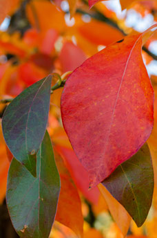 Nyssa sylvatica 'Autumn Burst'