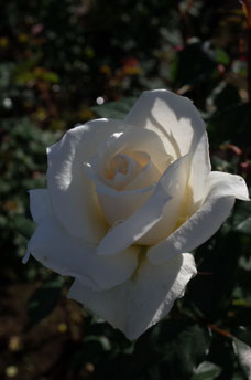 Rosa 'Pascali'