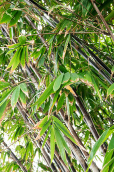 Phyllostachys nigra