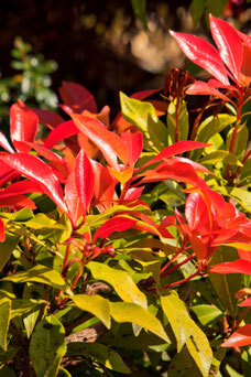 Leucothoe 'Scarletta'