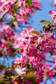 Malus 'Mokum'