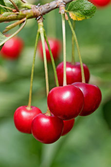 Prunus avium 'Morel'