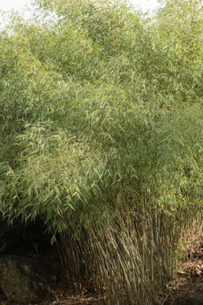 Fargesia 'Jiuzhaigou'