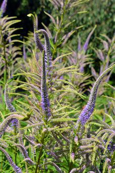 Veronicastrum virginicum 'Lavendelturm'