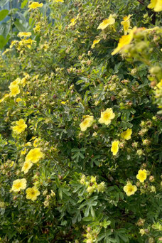 Potentilla fruticosa 'Primrose Beauty'