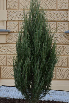 Juniperus scopulorum 'Blue Arrow'