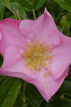 Rosa 'Dagmar Hastrup'