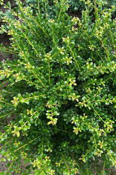 Ilex crenata 'Convexa'